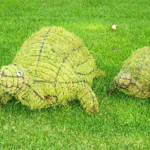 Tortugas