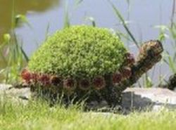 Tortugas