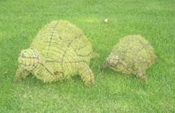 Tortugas