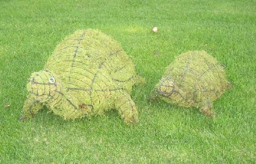Tortugas