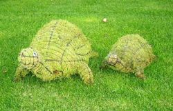 Tortugas