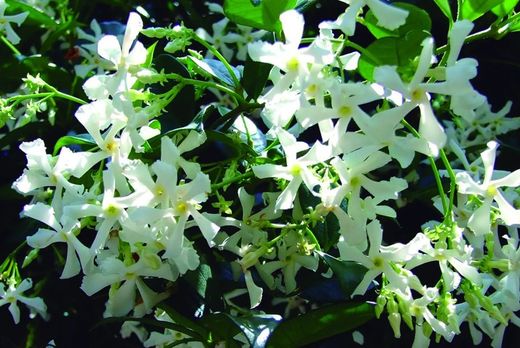 TUTEUR DE TRACHELOSPERMUM JASMINOIDE