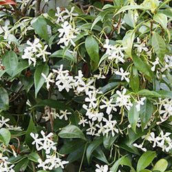 Trachelospernum Jasminoides