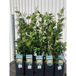 Trachelospernum Jasminoides