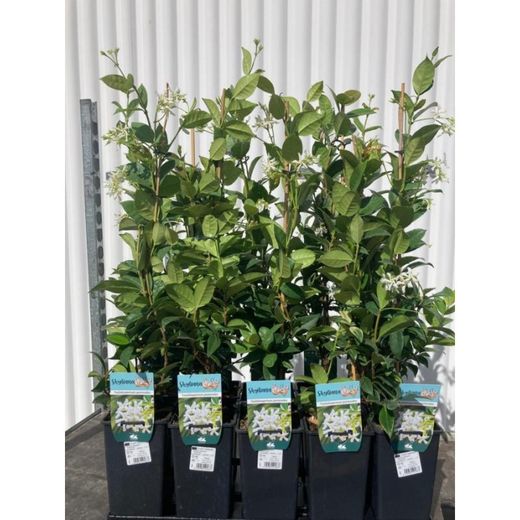 Trachelospernum Jasminoides