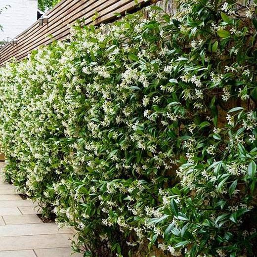 Trachelospernum Jasminoides