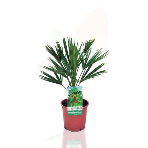 Trachycarpus Fortunei