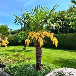 Trachycarpus Fortunei, Palma de Ventall Xinès, Margalló de Fortune