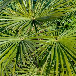 Trachycarpus Fortunei, Palma de Ventall Xinès, Margalló de Fortune