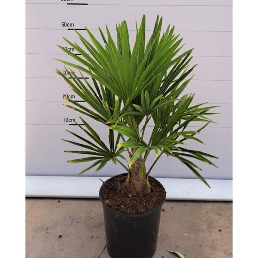 Trachycarpus Fortunei, Palma de Ventall Xinès, Margalló de Fortune