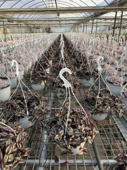 Tradescantia Ivory