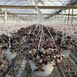 Tradescantia Ivory
