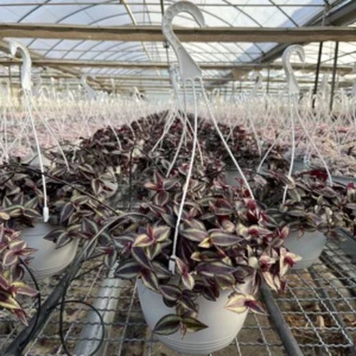 Tradescantia Ivory