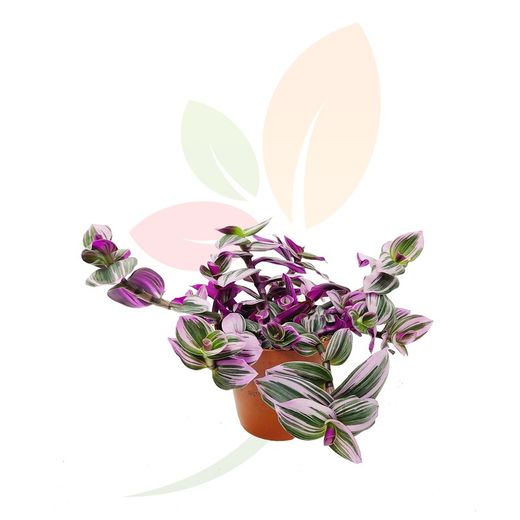TRADESCANTIA NANOUK