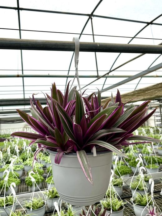 Tradescantia Spathacea Rhoeo