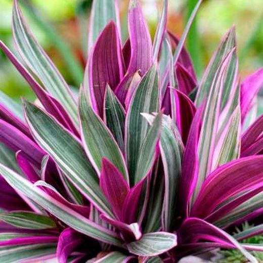 Tradescantia Spathacea Rhoeo