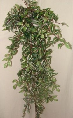 Tradescantia Variegata Artificial
