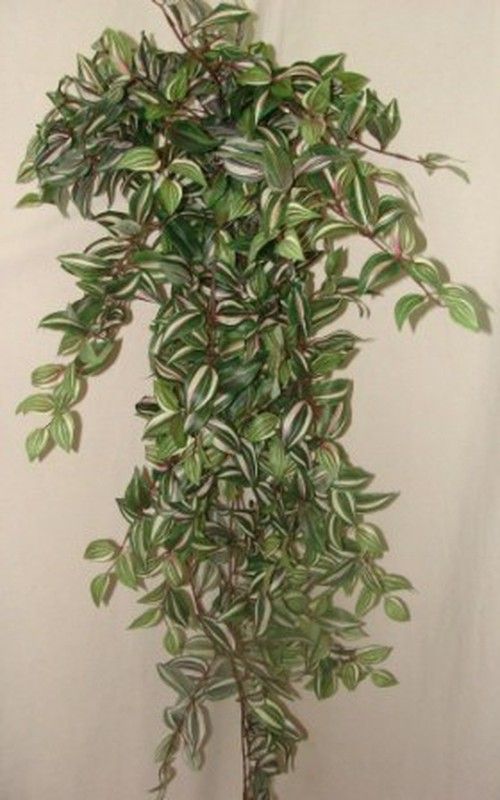 Tradescantia Variegata Artificial