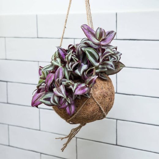 Tradescantia Zebrina