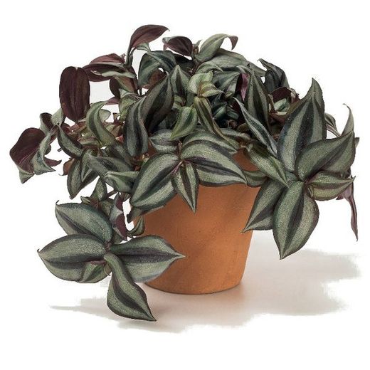 Tradescantia Zebrina
