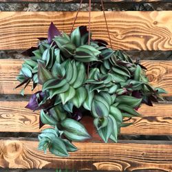 Tradescantia Zebrina