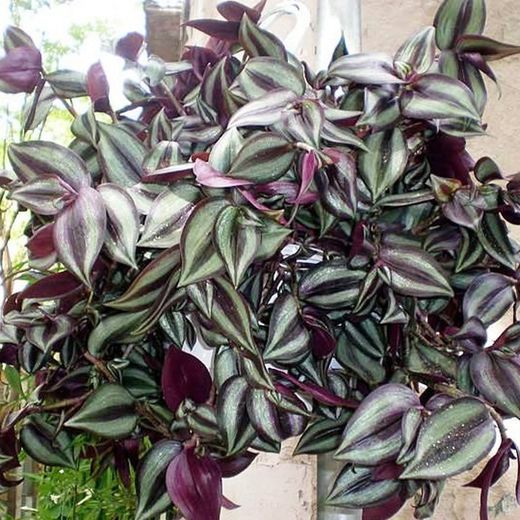 Tradescantia Zebrina