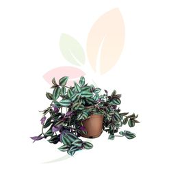 Tradescantia Zebrina