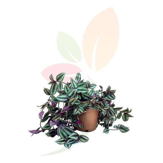 Tradescantia Zebrina