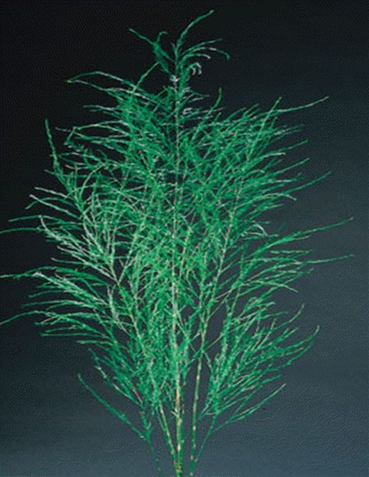 Treefern Preservado. (623.040)