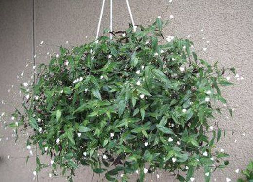 Tripogandra Serrulata