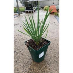 Tulbaghia Violacea Azul Caja 6 uds.