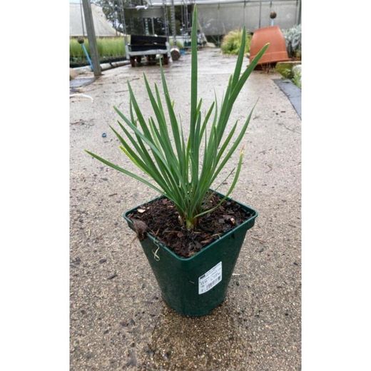 Tulbaghia Violacea Azul Caja 6 uds.