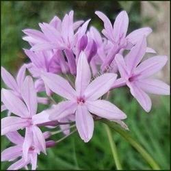 Tulbaghia Violacea Azul Caja 6 uds.