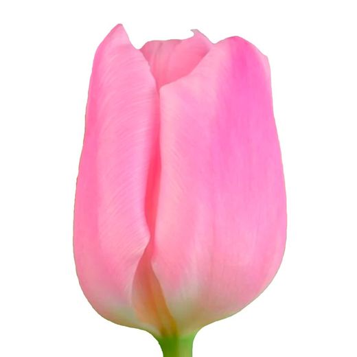 Tulipán Aafke 50 tallos
