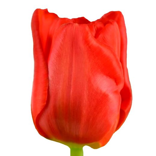 Tulipán Escape 50 tallos