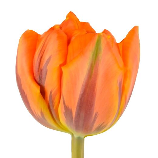 Tulipán Orange Princess Double 50 tallos