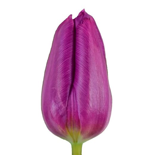 Tulipán Purple Prince 50 tallos