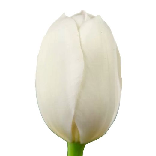 Tulipán Royal Virgin 50 tallos