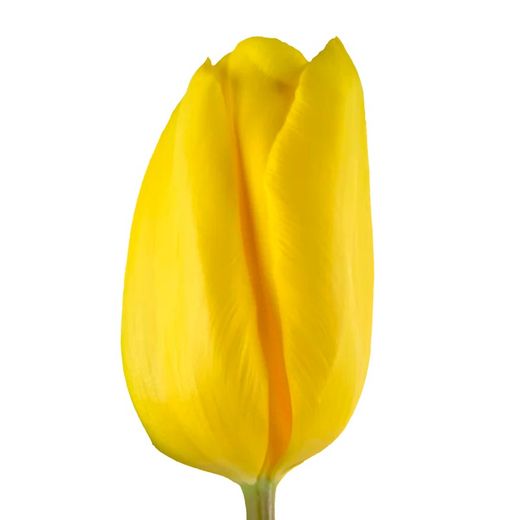 Tulipán Strong Gold