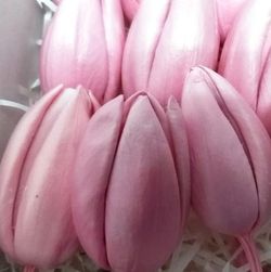 Tulipes préservées Boîte de 6 unités.