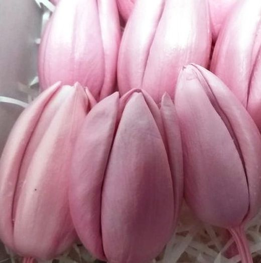 Tulipes préservées Boîte de 6 unités.