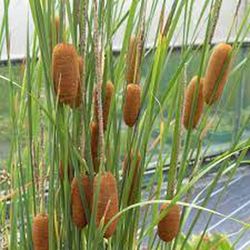 Typha Latifolia