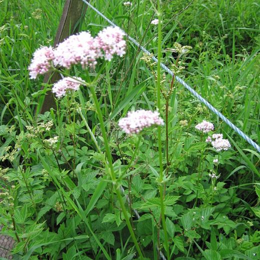 Valeriana Bio