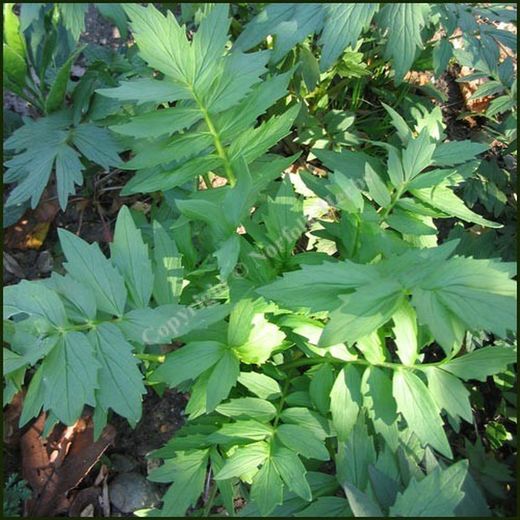 Valeriana Bio