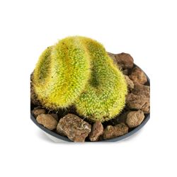 Vatricània Guentheri Cristata
