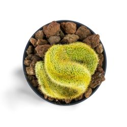 Vatricània Guentheri Cristata