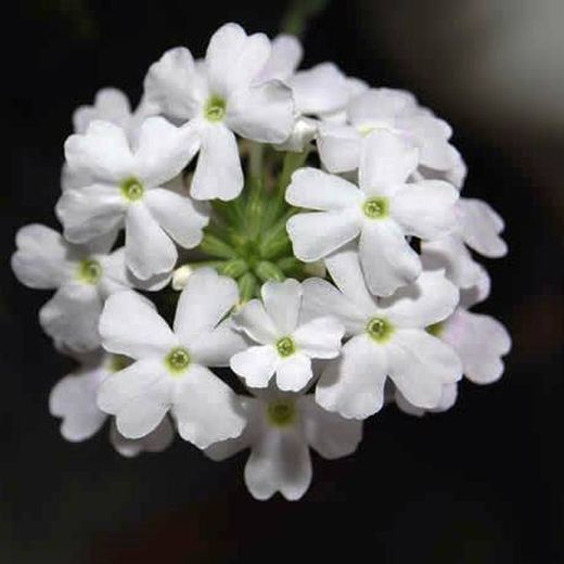 Verbena Híbrida Caja de 15 uds.