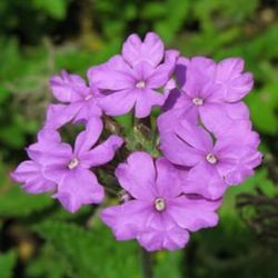 Verbena Híbrida Caja de 15 uds.