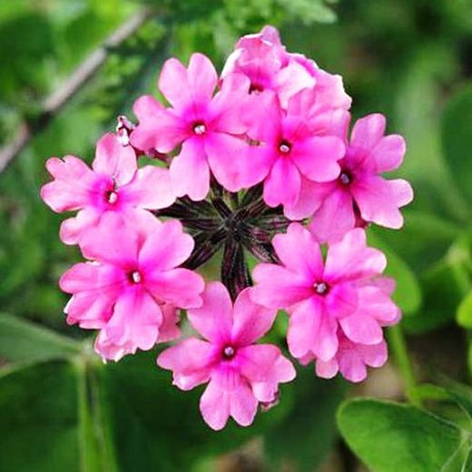 Verbena Híbrida Caja de 15 uds.