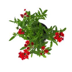 Verbena Híbrida rastrera caja 10 uds